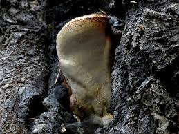 Attēlu rezultāti vaicājumam “Aurantiporus fissilis”