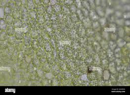 Attēlu rezultāti vaicājumam “Lophozia ventricosa”