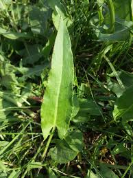 Attēlu rezultāti vaicājumam “Rumex thyrsiflorus”