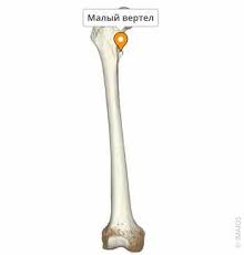 Картинки по запросу малый