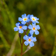 Attēlu rezultāti vaicājumam “Myosotis micrantha”
