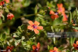 Attēlu rezultāti vaicājumam “Anagallis arvensis flower”