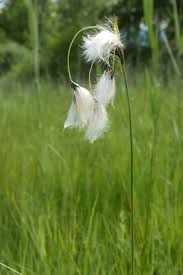 Attēlu rezultāti vaicājumam “Eriophorum latifolium flower”