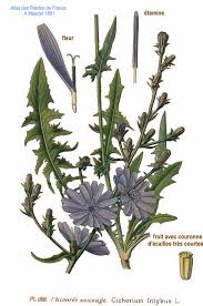 Image result for Cichorium intybus