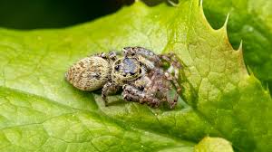 Attēlu rezultāti vaicājumam “Xanthogramma sp. male”