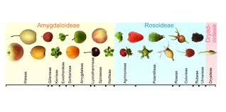 Attēlu rezultāti vaicājumam “Rosaceae”