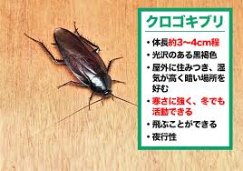 Image result for ゴキブリ報告所