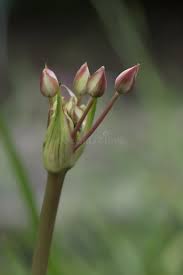 Attēlu rezultāti vaicājumam “Butomaceae”