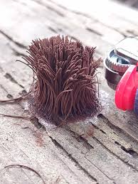 Attēlu rezultāti vaicājumam “Stemonitis splendens”