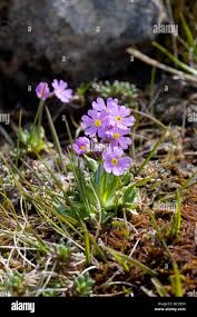 Attēlu rezultāti vaicājumam “Primula farinosa flower”