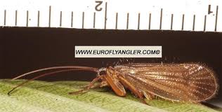 Attēlu rezultāti vaicājumam “Chaetopteryx villosa”