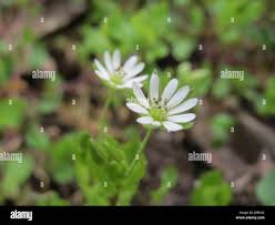 Attēlu rezultāti vaicājumam “Stellaria nemorum bud”