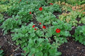 Attēlu rezultāti vaicājumam “Potentilla arenaria leaf”