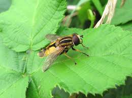 Attēlu rezultāti vaicājumam “Helophilus hybridus male”