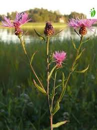 Attēlu rezultāti vaicājumam “Centaurea jacea fruit”