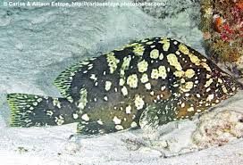 Image result for Dermatolepis inermis