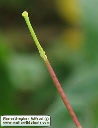 Attēlu rezultāti vaicājumam “Raphanus raphanistrum fruit”