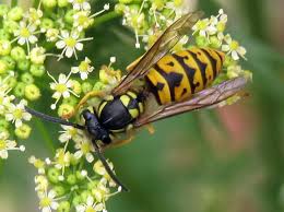Attēlu rezultāti vaicājumam “Vespula germanica”