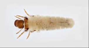 Attēlu rezultāti vaicājumam “Trichoptera”