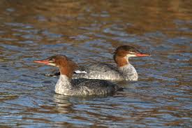 Attēlu rezultāti vaicājumam “Mergus merganser”