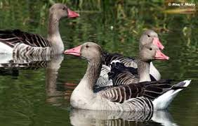 Attēlu rezultāti vaicājumam “Anser anser juvenile”