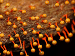 Attēlu rezultāti vaicājumam “Physarum penetrale macro”