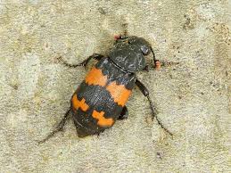 Attēlu rezultāti vaicājumam “Nicrophorus investigator”