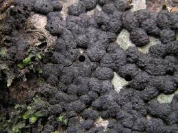 Attēlu rezultāti vaicājumam “Hypoxylon multiforme”