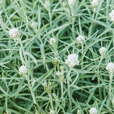 Attēlu rezultāti vaicājumam “Anaphalis margaritacea flower”