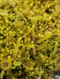 Attēlu rezultāti vaicājumam “Trilophozia quinquedentata”