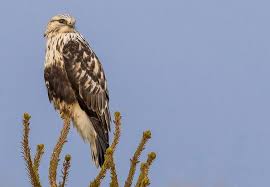 Attēlu rezultāti vaicājumam “Buteo lagopus”