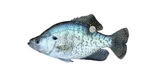 Image result for Pomoxis annularis