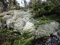 Attēlu rezultāti vaicājumam “Cladonia stellaris”