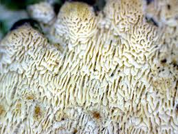 Attēlu rezultāti vaicājumam “Schizopora paradoxa”