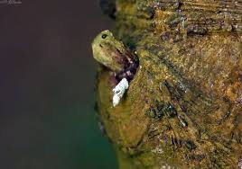 Attēlu rezultāti vaicājumam “Proutia betulina larva”