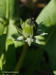 Attēlu rezultāti vaicājumam “Taraxacum officinale aggr. fruit”