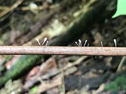 Attēlu rezultāti vaicājumam “Typhula setipes”