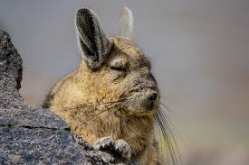 Image result for viscacha