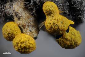 Attēlu rezultāti vaicājumam “Physarum leucophaeum sessile”