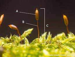 Attēlu rezultāti vaicājumam “Hypnum cupressiforme sporophyte”