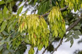 Attēlu rezultāti vaicājumam “Fraxinus excelsior fruit”