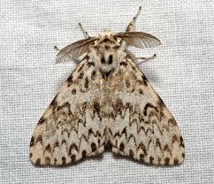 Attēlu rezultāti vaicājumam “Lymantria monacha”