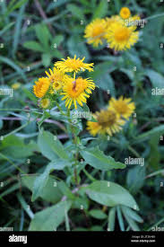 Attēlu rezultāti vaicājumam “Inula britannica”