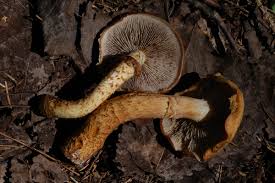 Attēlu rezultāti vaicājumam “Stropharia albocrenulata”