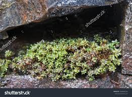 Attēlu rezultāti vaicājumam “Encalypta streptocarpa”