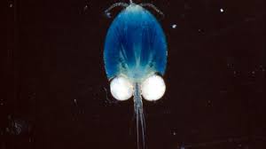 Attēlu rezultāti vaicājumam “Copepoda”