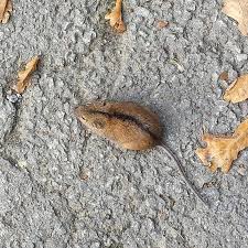 Attēlu rezultāti vaicājumam “Apodemus agrarius”