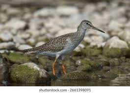 Attēlu rezultāti vaicājumam “Tringa totanus”