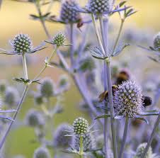 Image result for Edeldistel