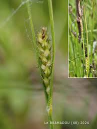 Attēlu rezultāti vaicājumam “Carex hirta fruit”